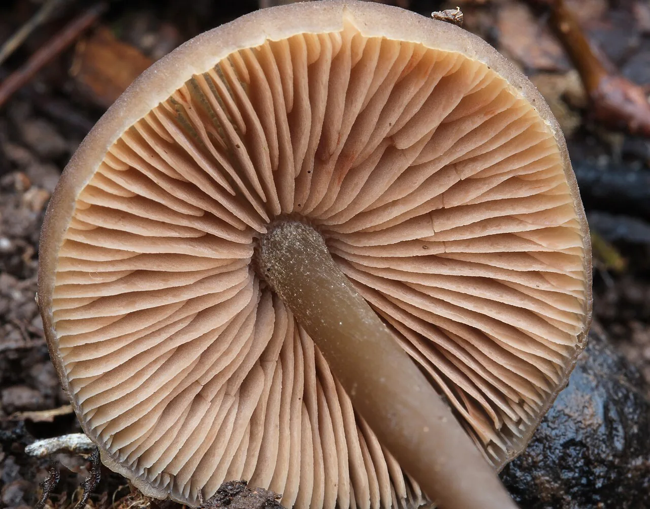Entoloma hebes (Entoloma hebes) — photo mycologique