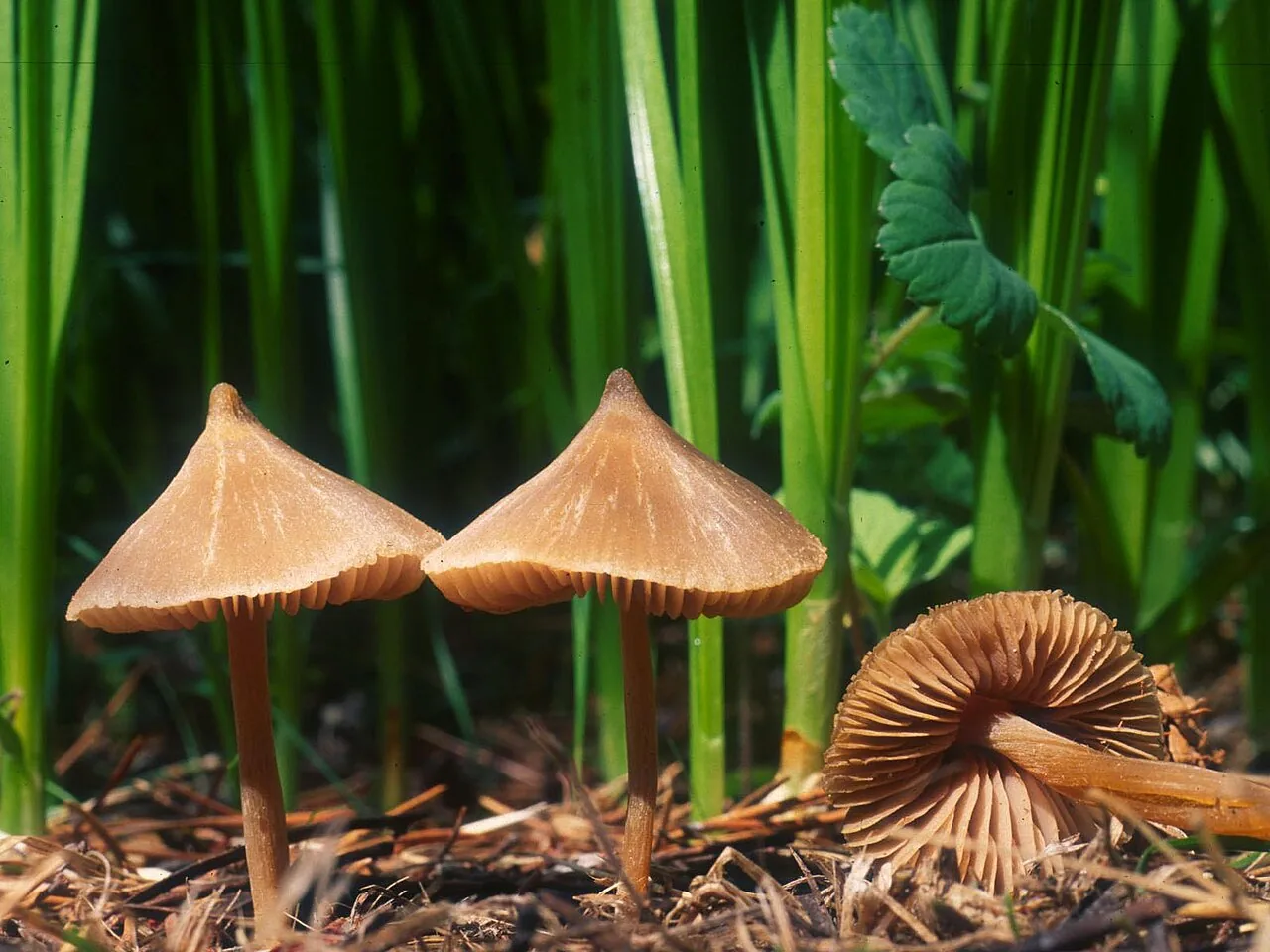 Entoloma holoconiotum (Entoloma holoconiotum) — photo mycologique
