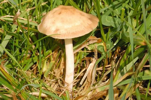 Entoloma juncinum (Entoloma juncinum) — photo mycologique