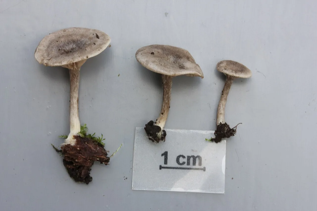 Entoloma lanicum (Entoloma lanicum) — photo mycologique