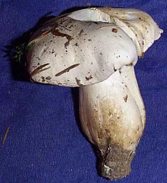 Entoloma laurisilvae (Entoloma laurisilvae) — photo mycologique