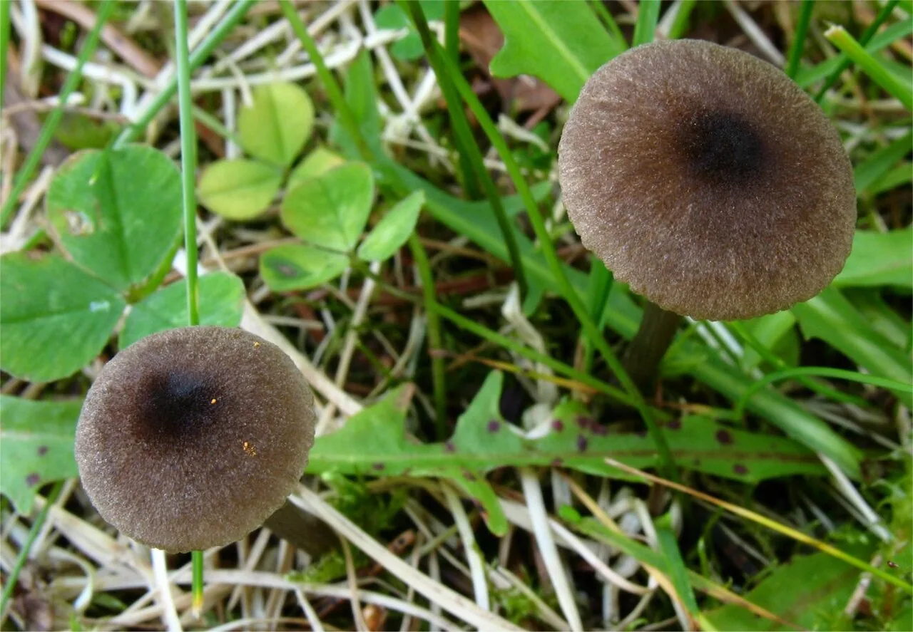 Entoloma leochromus (Entoloma leochromus) — photo mycologique