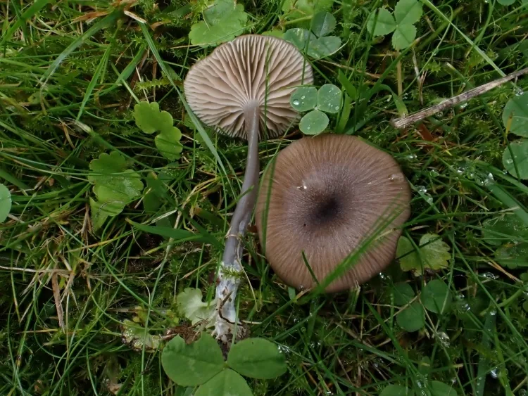 Entoloma lividocyanulum (Entoloma lividocyanulum) — photo mycologique