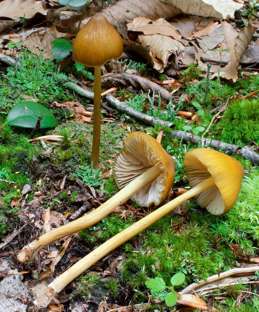 Entoloma luteum (Entoloma luteum) — photo mycologique