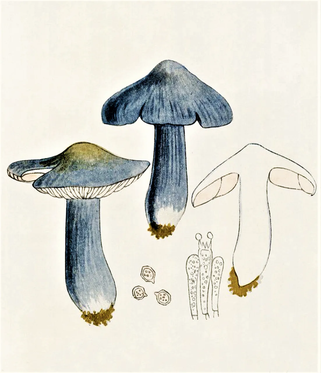 Entoloma madidum (Entoloma madidum) — photo mycologique