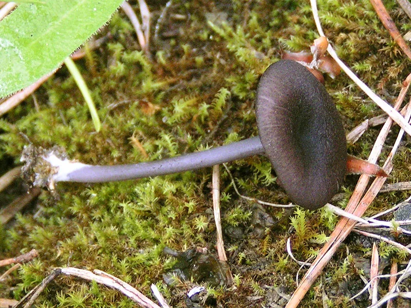 Entoloma mougeotii (Entoloma mougeotii) — photo mycologique