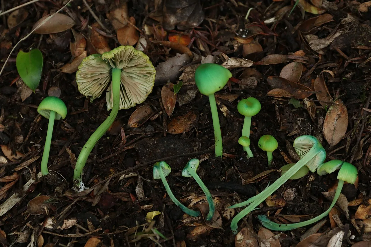 Entoloma necopinatum (Entoloma necopinatum) — photo mycologique
