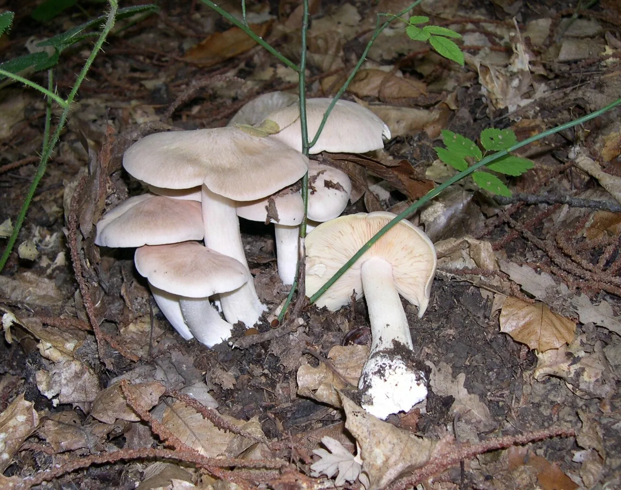 Entoloma pallidobrunneum (Entoloma pallidobrunneum) — photo mycologique