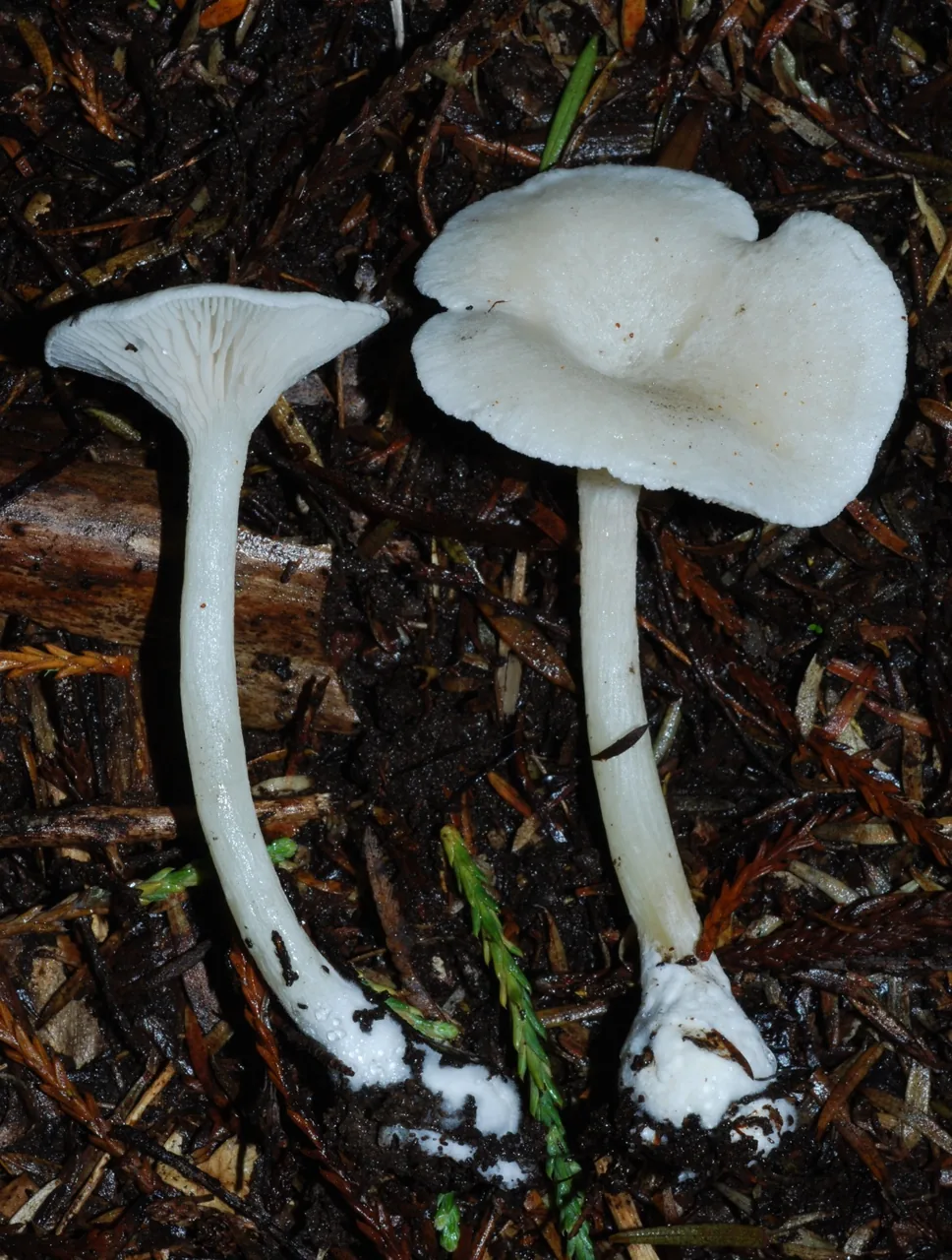 Entoloma peralbidum (Entoloma peralbidum) — photo mycologique