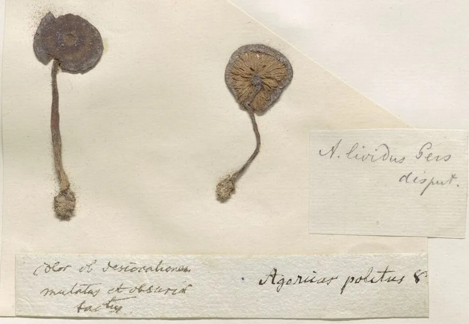 Entoloma politum (Entoloma politum) — photo mycologique