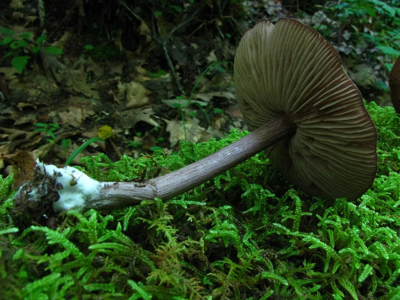 Entoloma porphyrophaeum (Entoloma porphyrophaeum) — photo mycologique