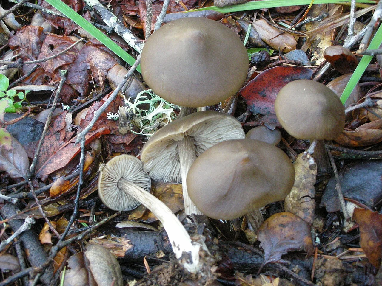 Entoloma pseudostrictium (Entoloma pseudostrictium) — photo mycologique