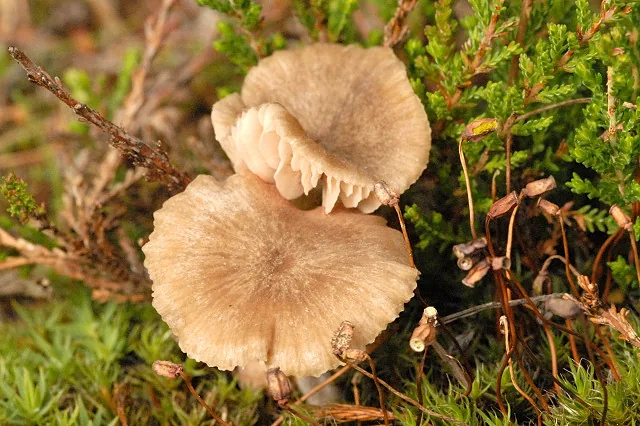 Entoloma pseudoturci (Entoloma pseudoturci) — photo mycologique
