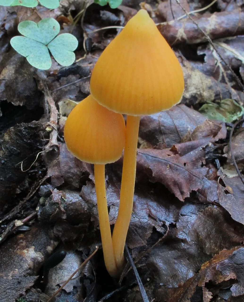 Entoloma quadratum (Entoloma quadratum) — photo mycologique