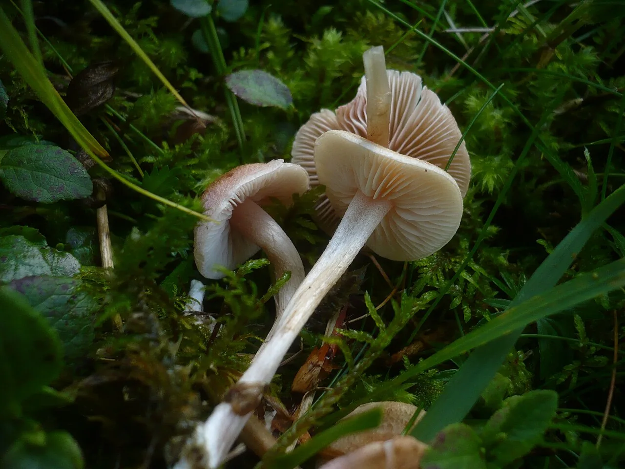 Entoloma queletii (Entoloma queletii) — photo mycologique