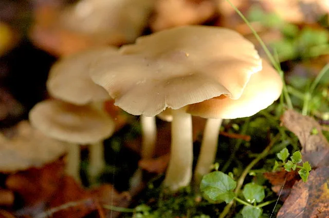 Entoloma rhodopolium (Entoloma rhodopolium) — photo mycologique