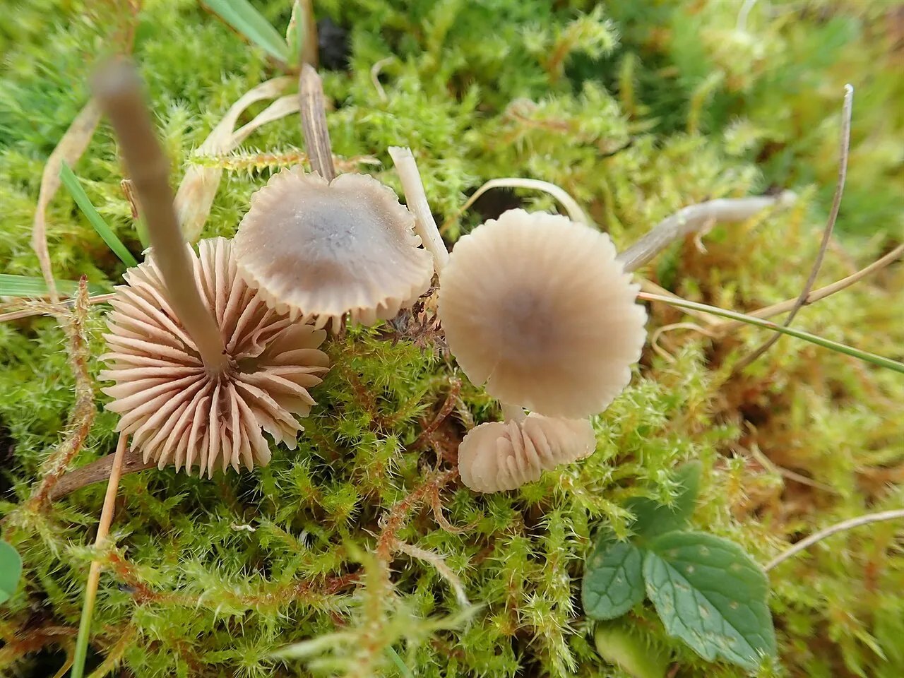 Entoloma rhombisporum (Entoloma rhombisporum) — photo mycologique