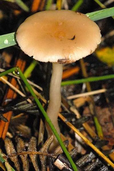 Entoloma sericatum (Entoloma sericatum) — photo mycologique