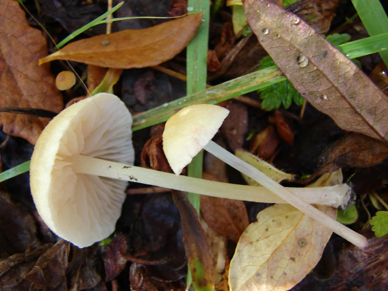Entoloma sericellum (Entoloma sericellum) — photo mycologique