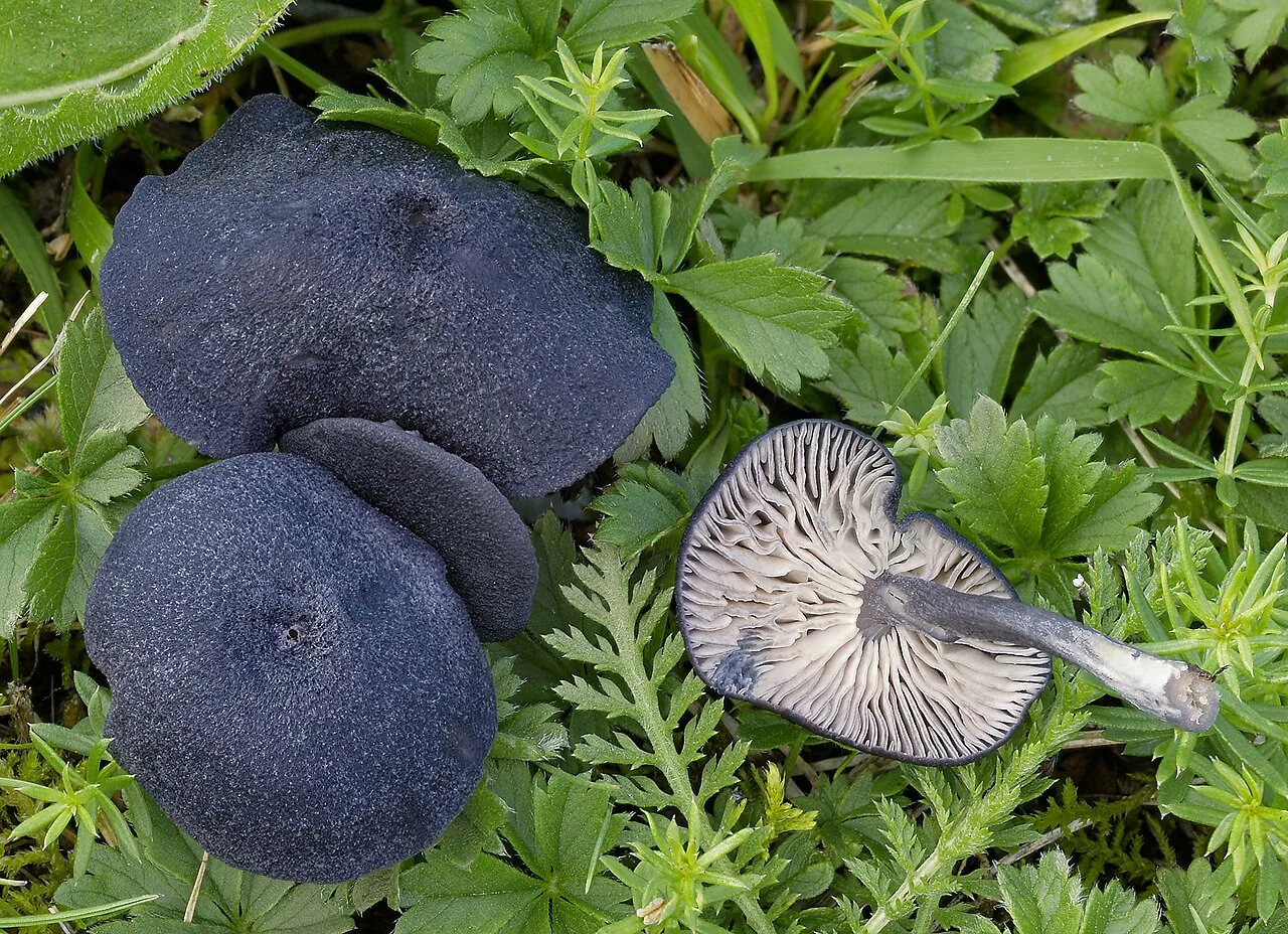 Entoloma serrulatum (Entoloma serrulatum) — photo mycologique