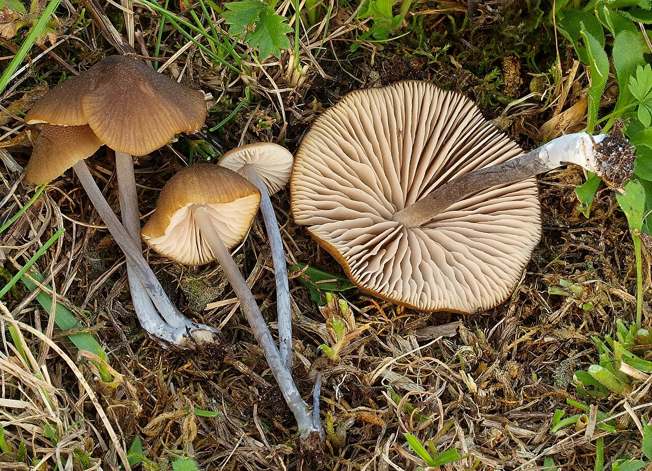 Entoloma sodale (Entoloma sodale) — photo mycologique