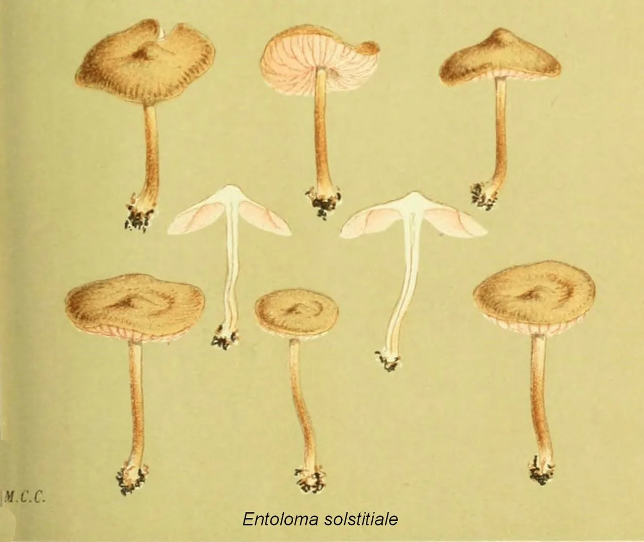Entoloma solstitiale (Entoloma solstitiale) — photo mycologique