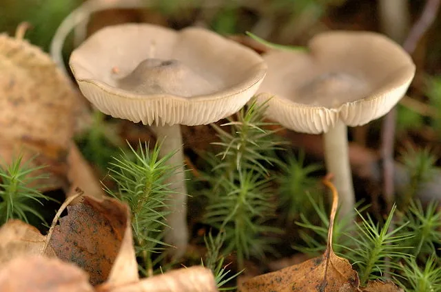 Entoloma sordidulum (Entoloma sordidulum) — photo mycologique
