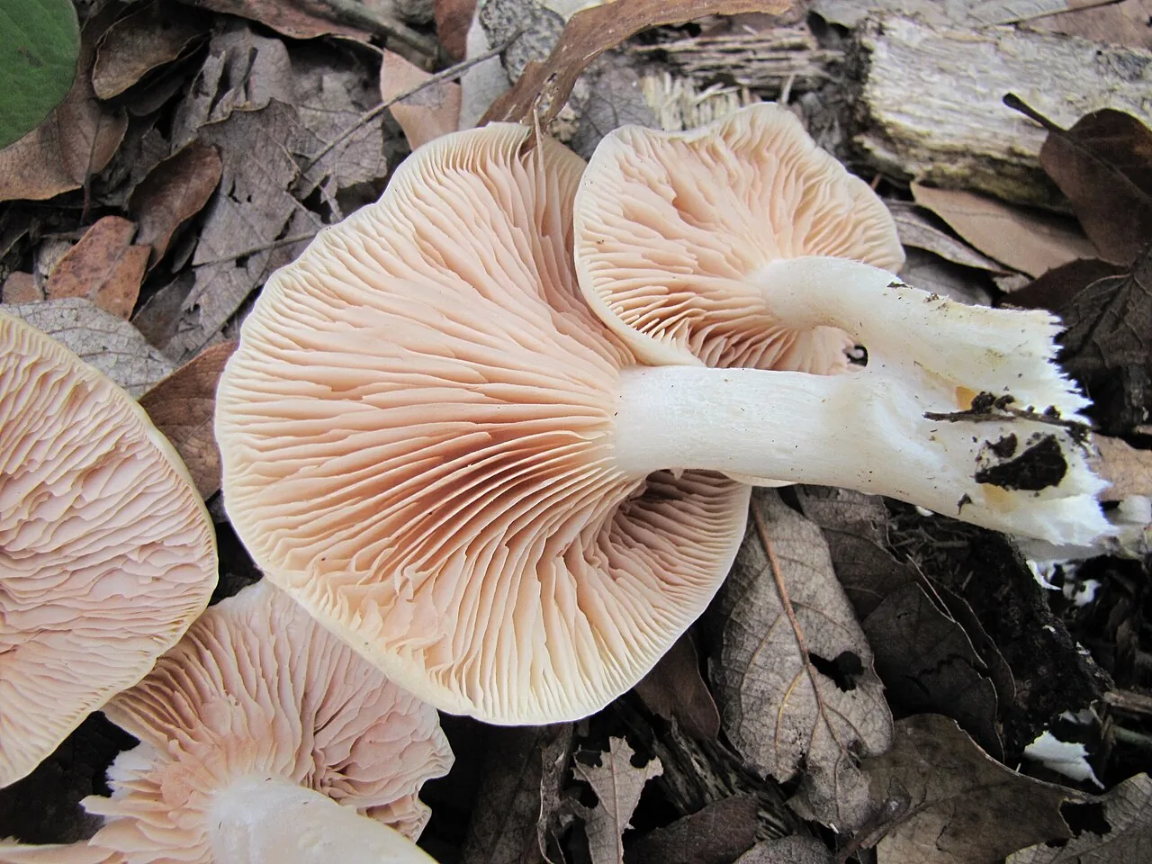 Entoloma speculum (Entoloma speculum) — photo mycologique