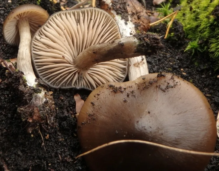 Entoloma sphagneti (Entoloma sphagneti) — photo mycologique
