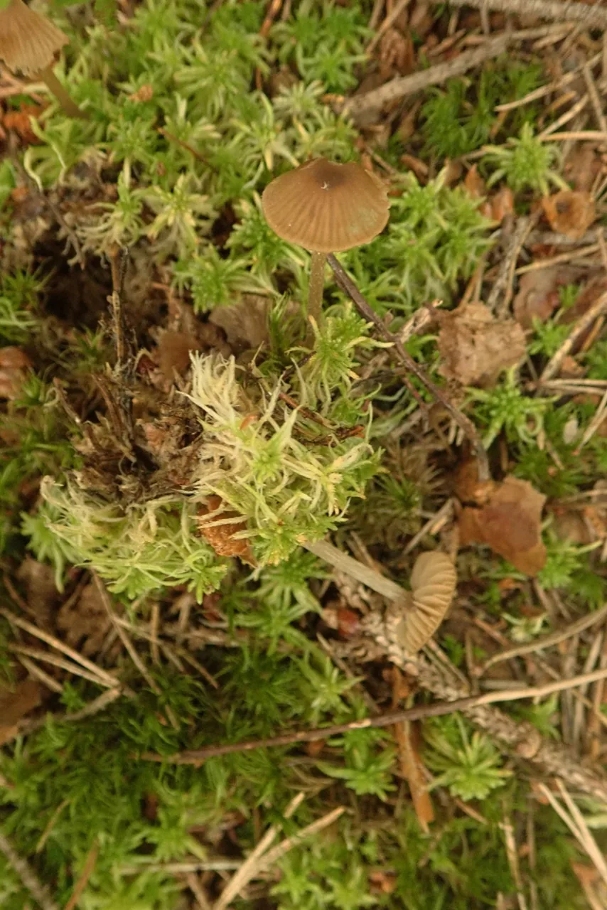 Entoloma sphagnorum (Entoloma sphagnorum) — photo mycologique
