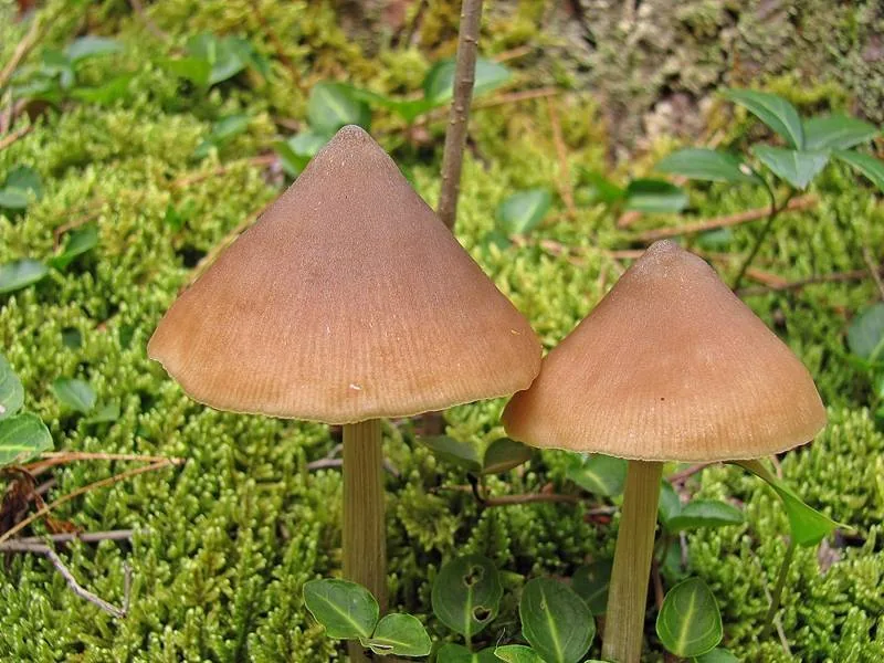 Entoloma strictius (Entoloma strictius) — photo mycologique