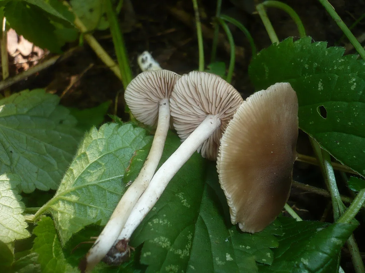 Entoloma subradiatum (Entoloma subradiatum) — photo mycologique