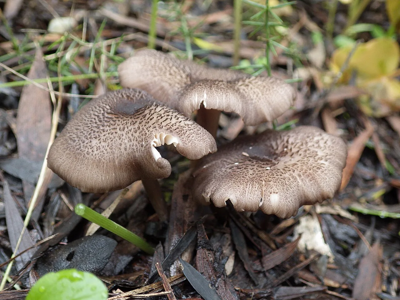 Entoloma turci (Entoloma turci) — photo mycologique