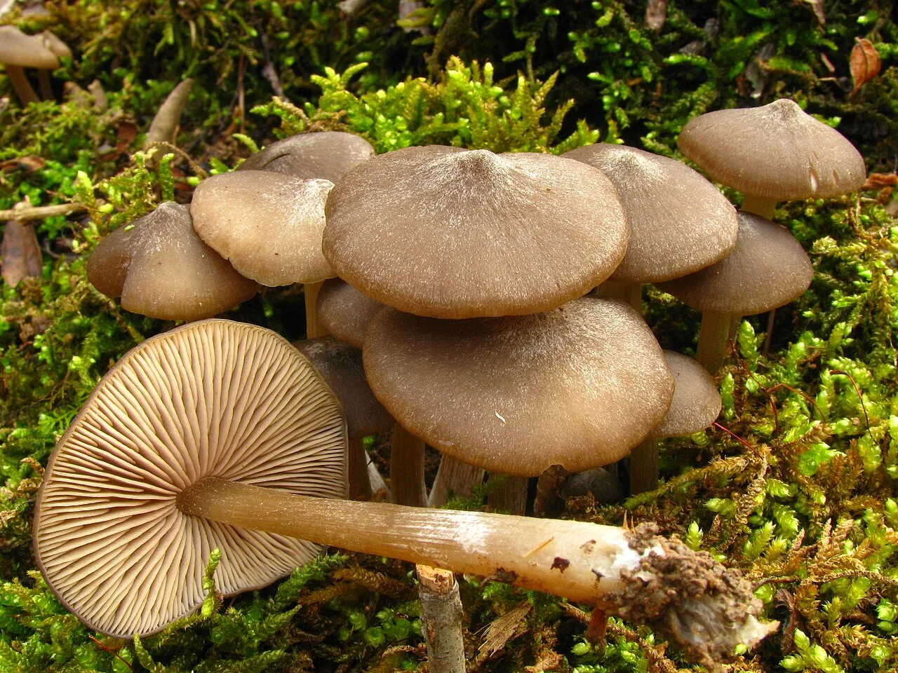 Entoloma vernum (Entoloma vernum) — photo mycologique