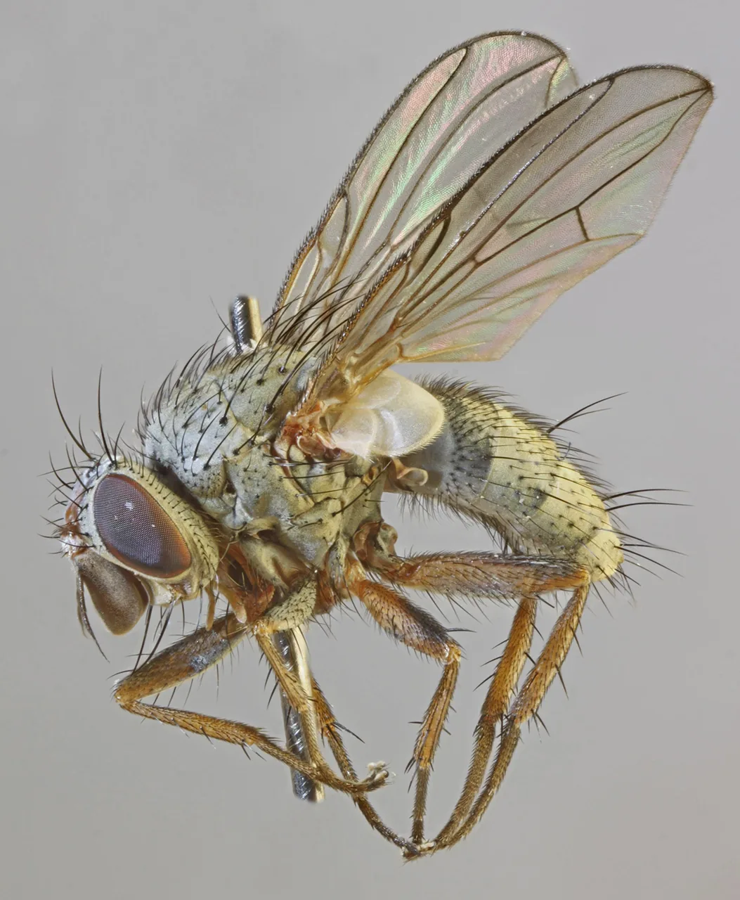 Entomophaga tenthredinis (Entomophaga tenthredinis) — photo mycologique