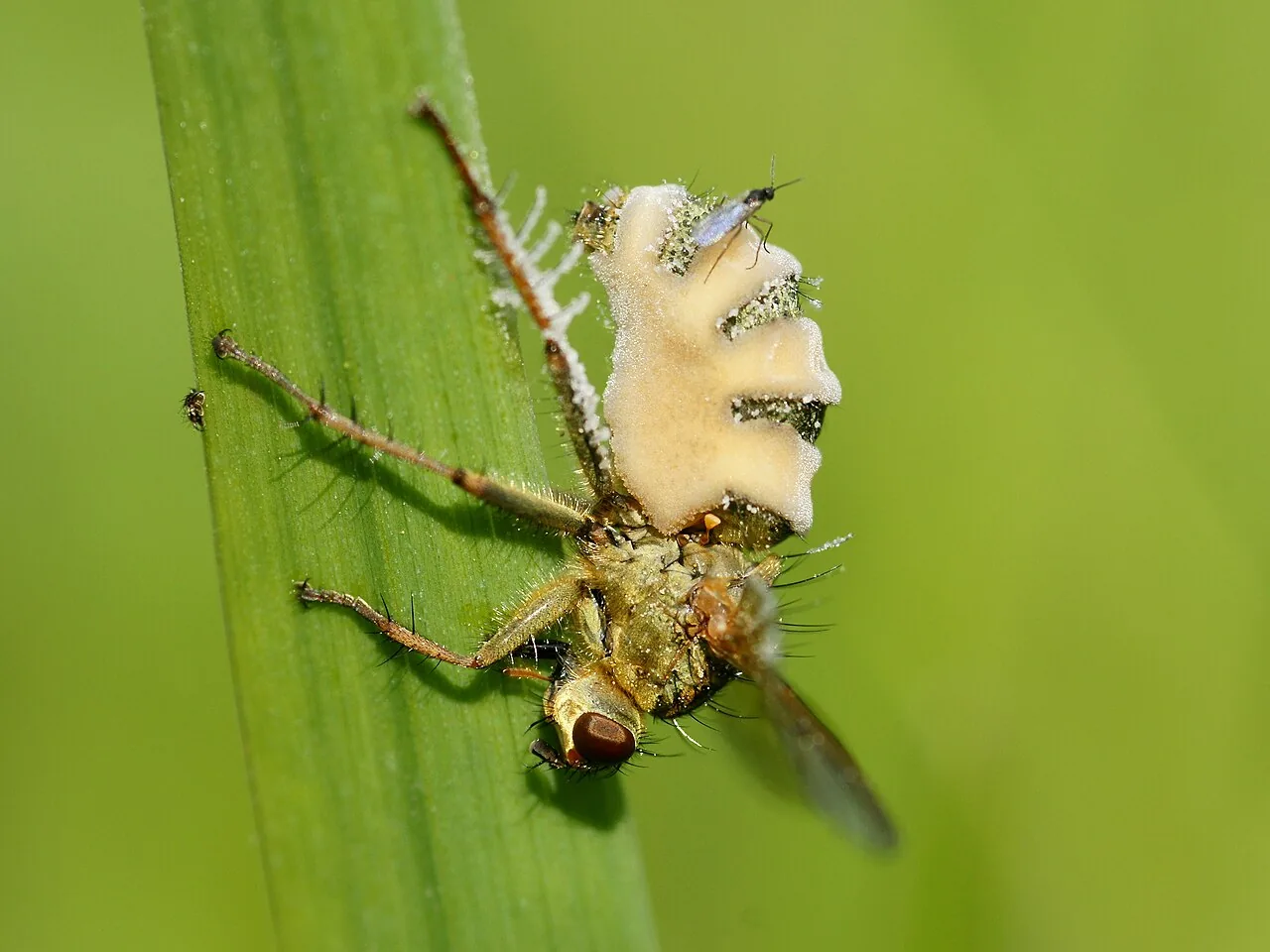Entomophthora muscae (Entomophthora muscae) — photo mycologique