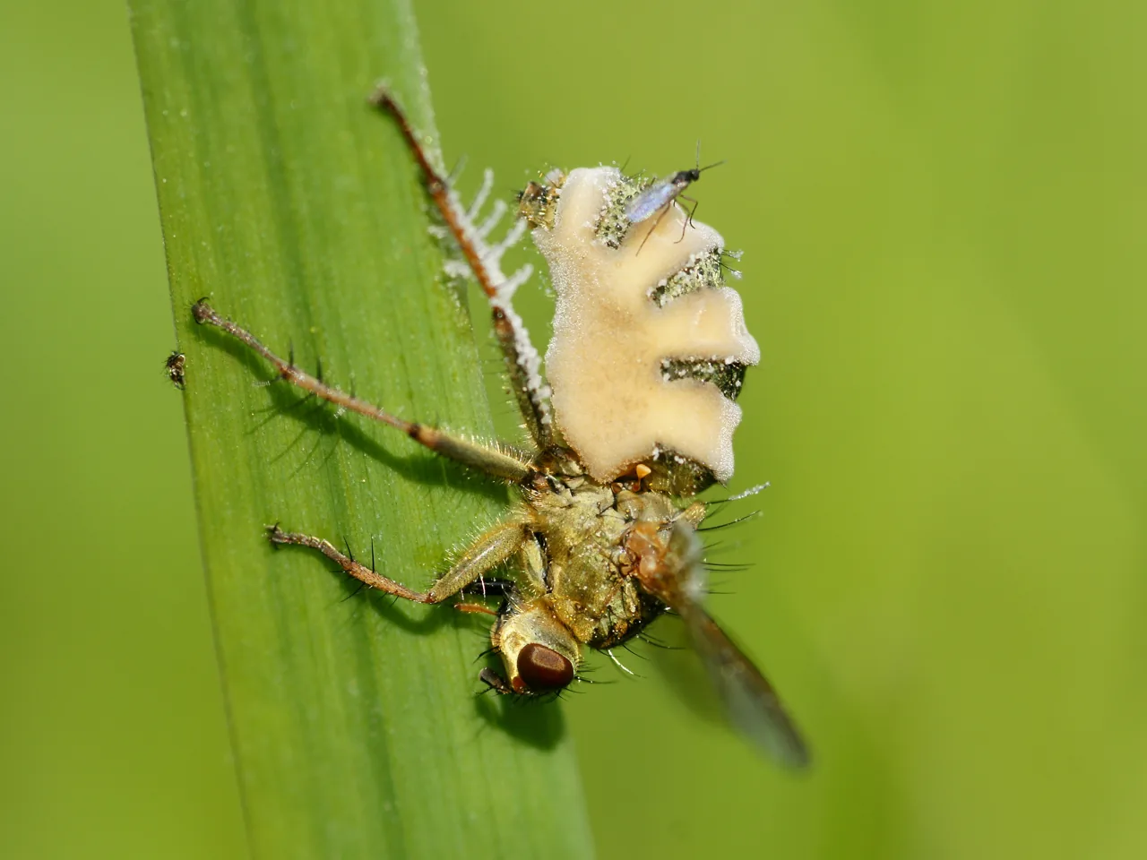 Entomophthora sphaerosperma (Entomophthora sphaerosperma) — photo mycologique