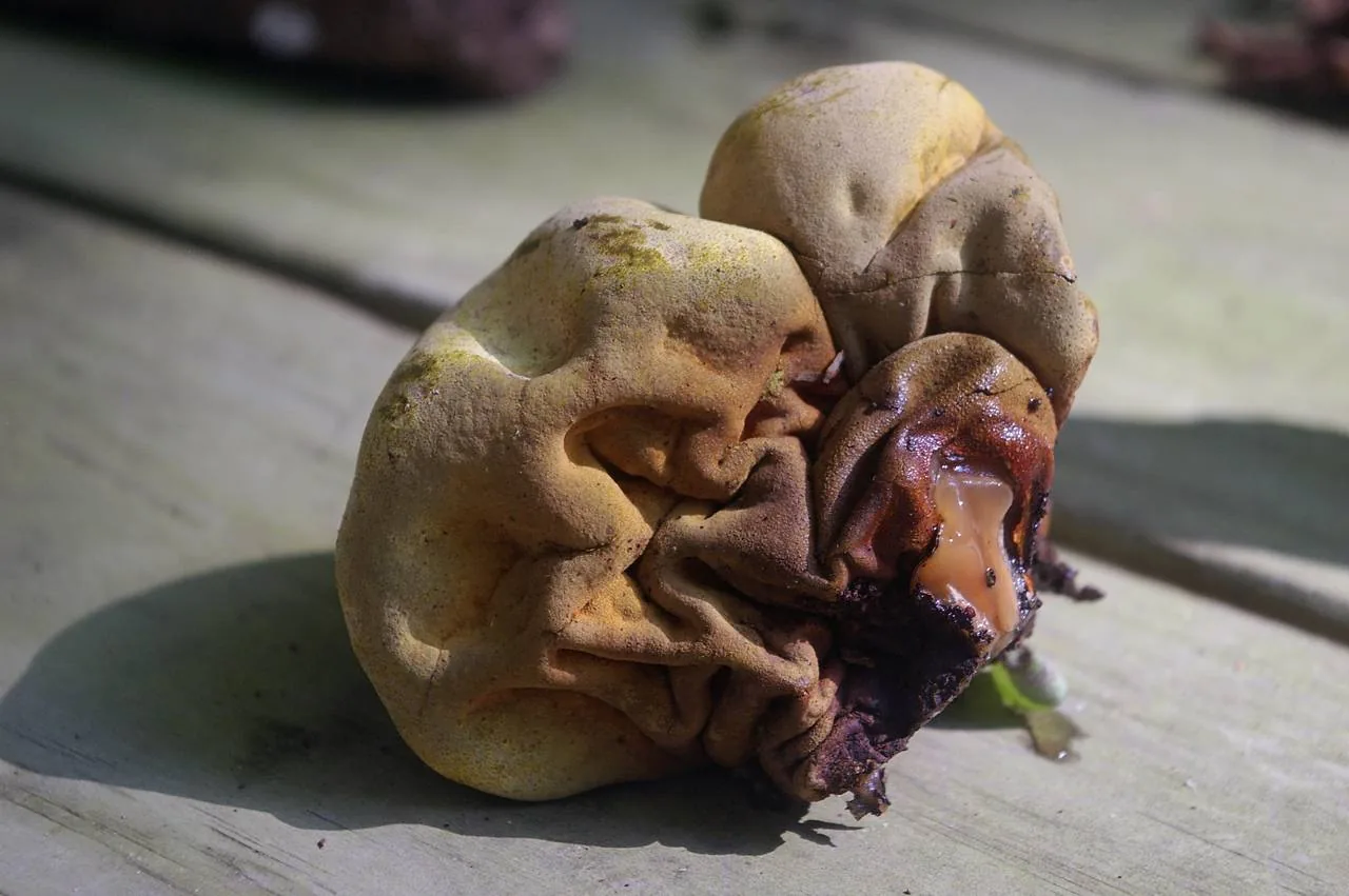 Entonaema liquescens (Entonaema liquescens) — photo mycologique