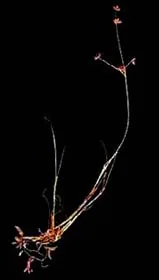 Entorrhiza parvula (Entorrhiza parvula) — photo mycologique