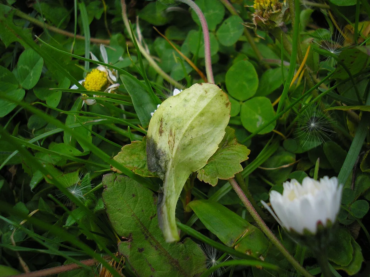 Entyloma bellidis (Entyloma bellidis) — photo mycologique