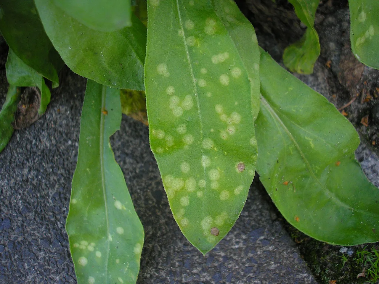 Entyloma calendulae (Entyloma calendulae) — photo mycologique