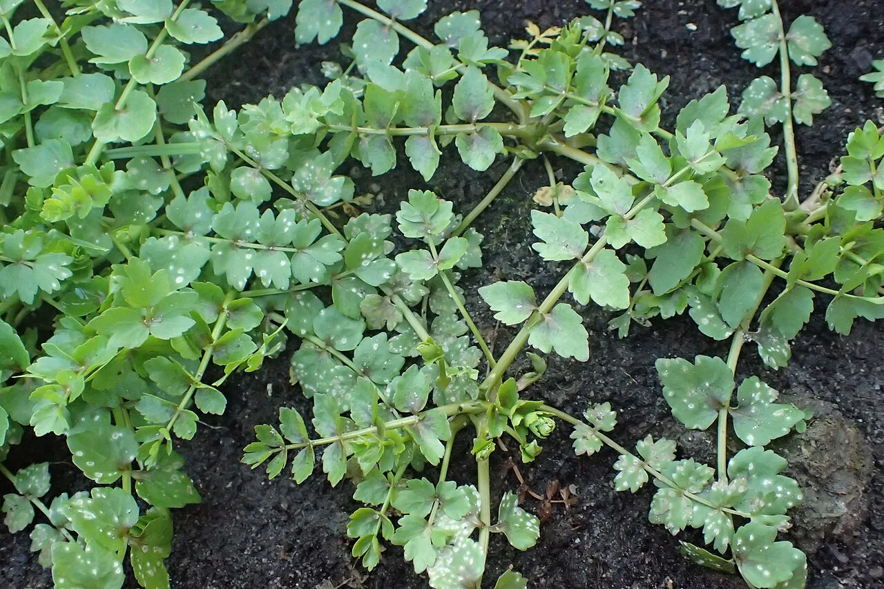 Entyloma helosciadii (Entyloma helosciadii) — photo mycologique