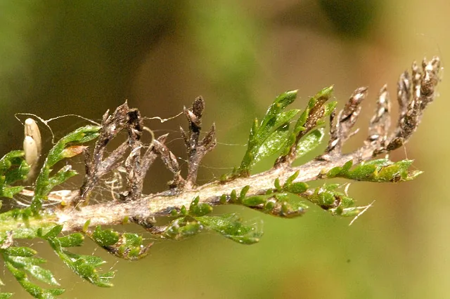 Entyloma polygoni-punctati (Entyloma polygoni-punctati) — photo mycologique