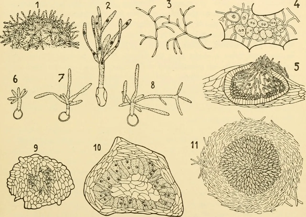 Entylomaster dietelianus (Entylomaster dietelianus) — photo mycologique