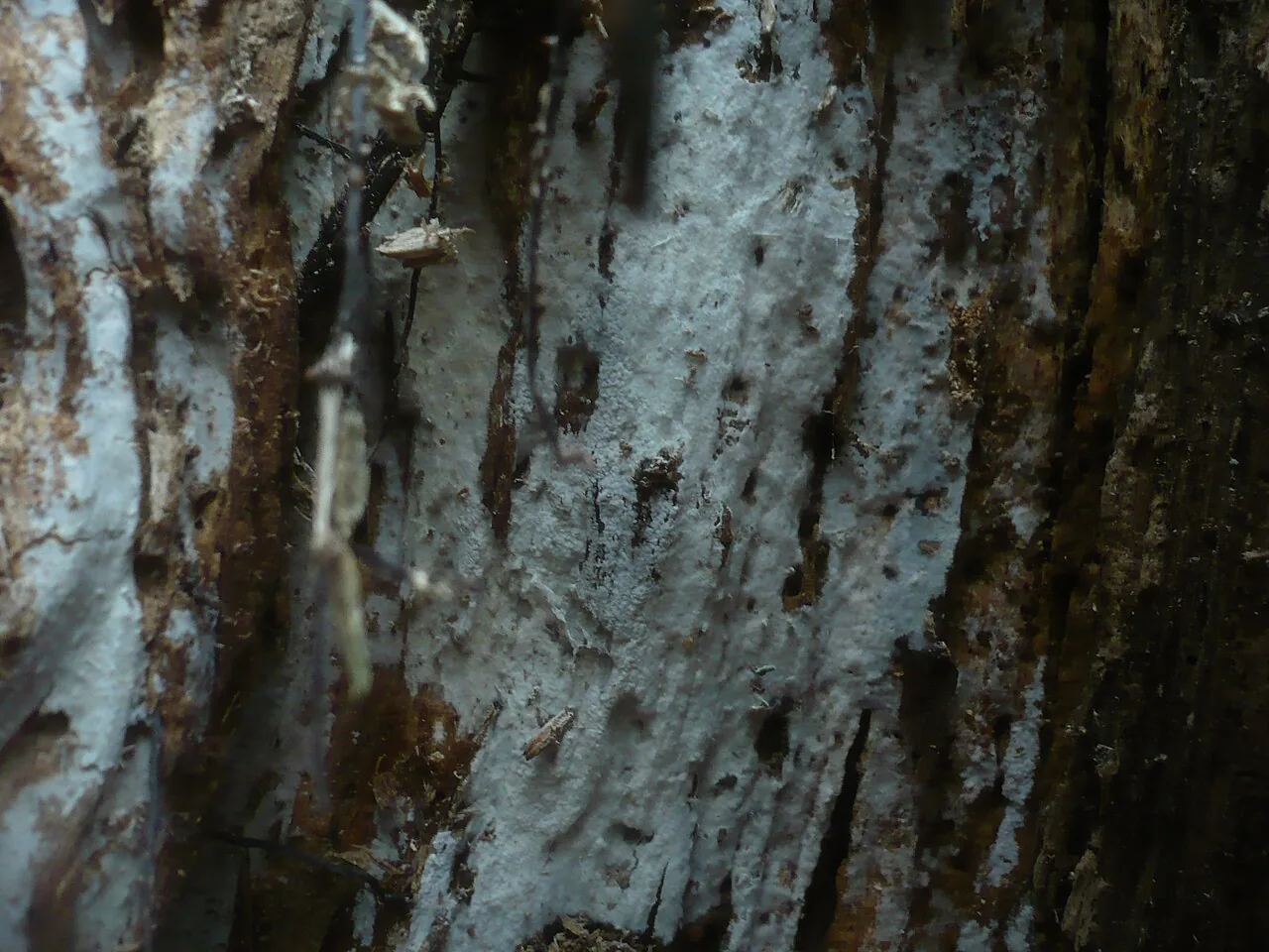 Eonema pyriforme (Eonema pyriforme) — photo mycologique