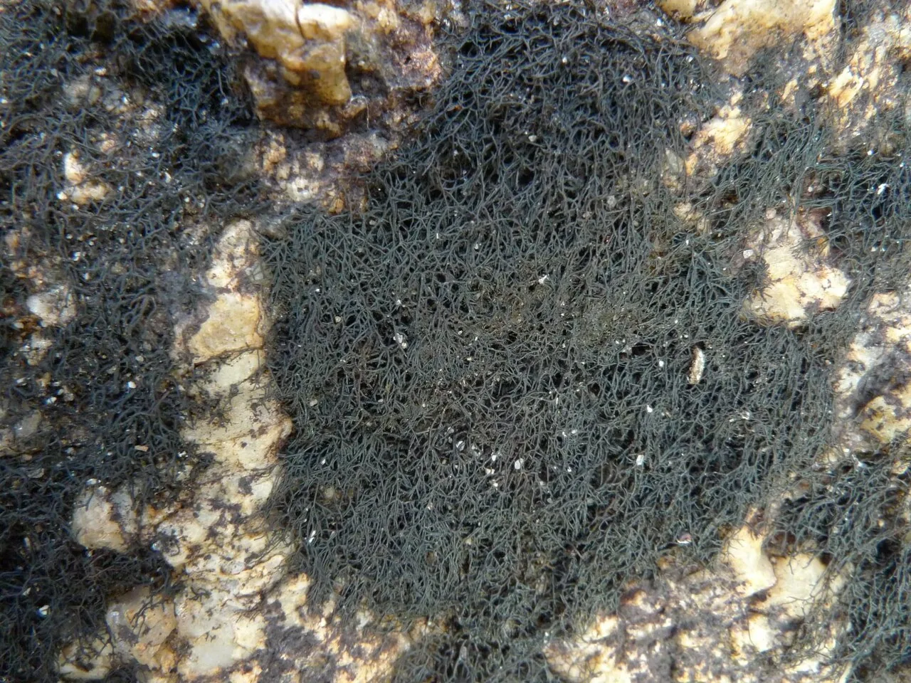 Ephebe multispora (Ephebe multispora) — photo mycologique