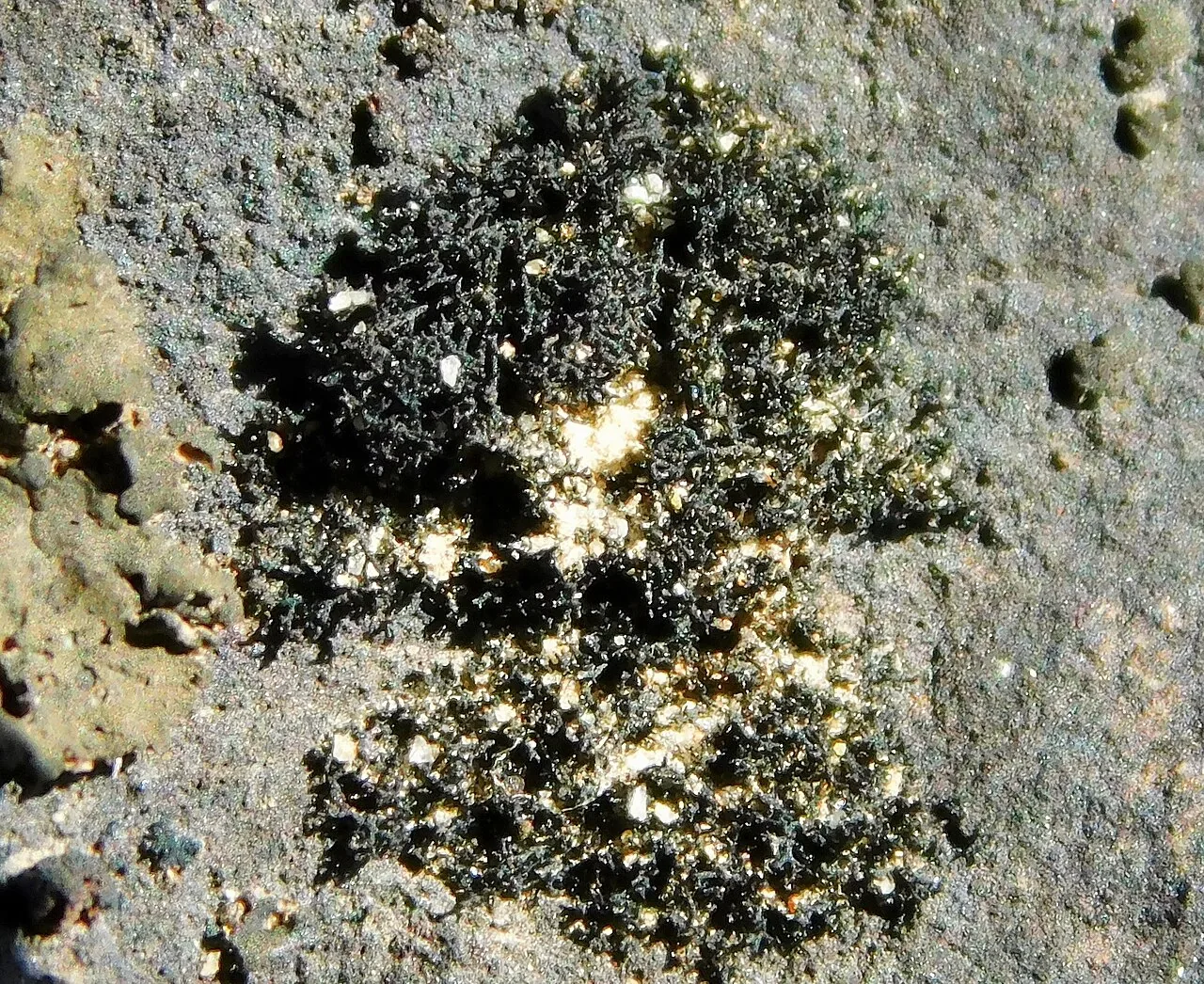 Ephebe perspinulosa (Ephebe perspinulosa) — photo mycologique