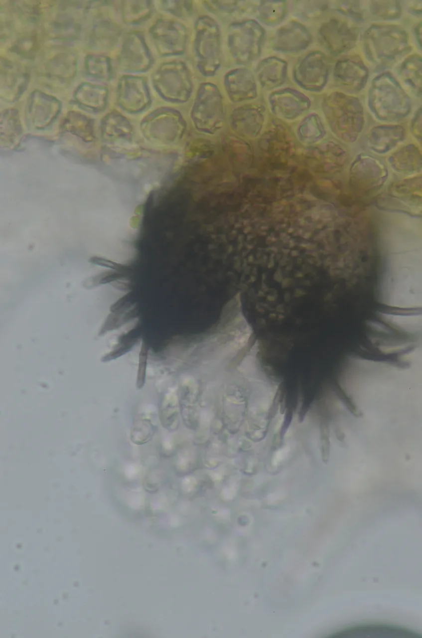 Epibryon interlamellare (Epibryon interlamellare) — photo mycologique