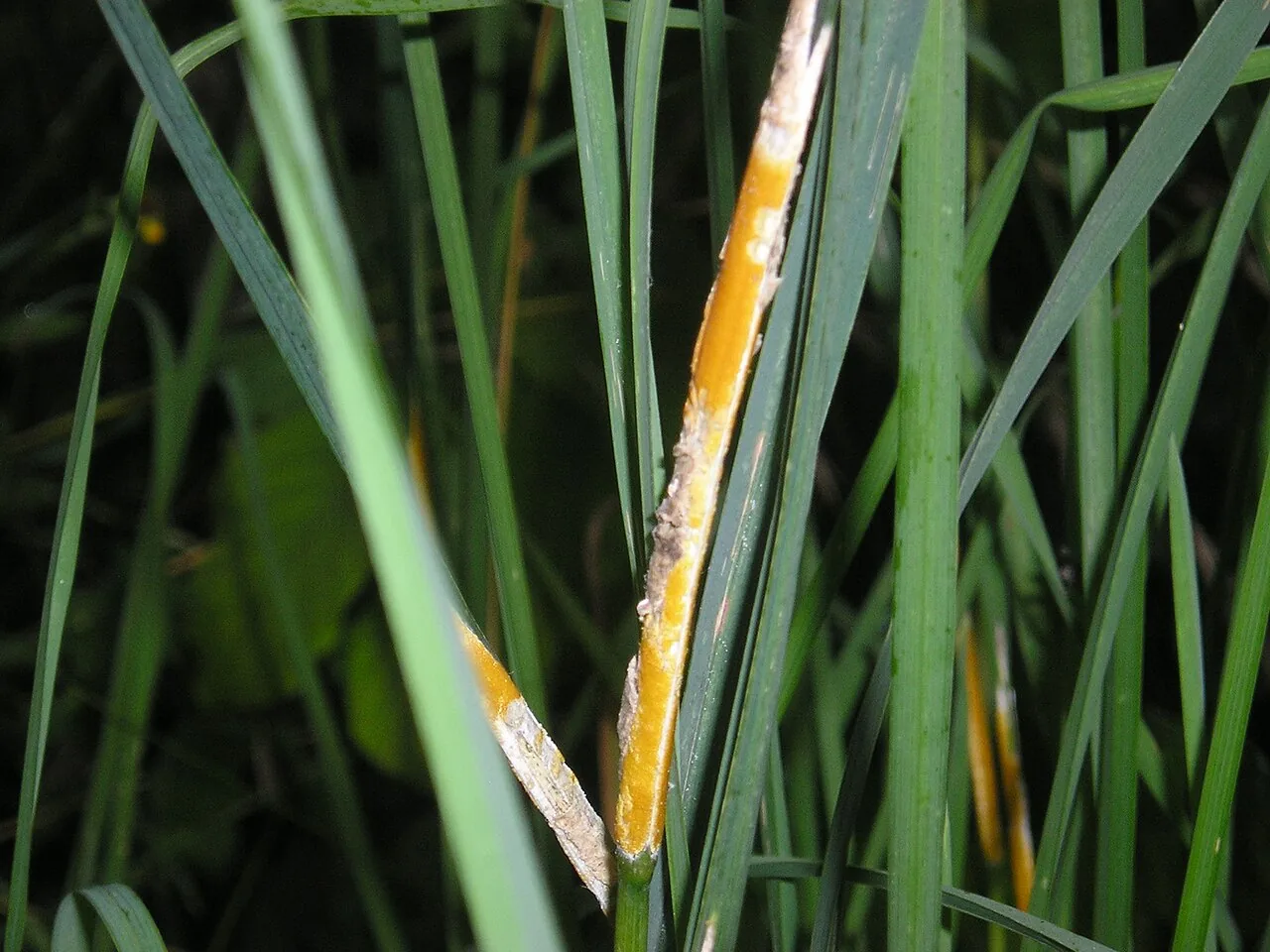 Epichloe sinica (Epichloe sinica) — photo mycologique