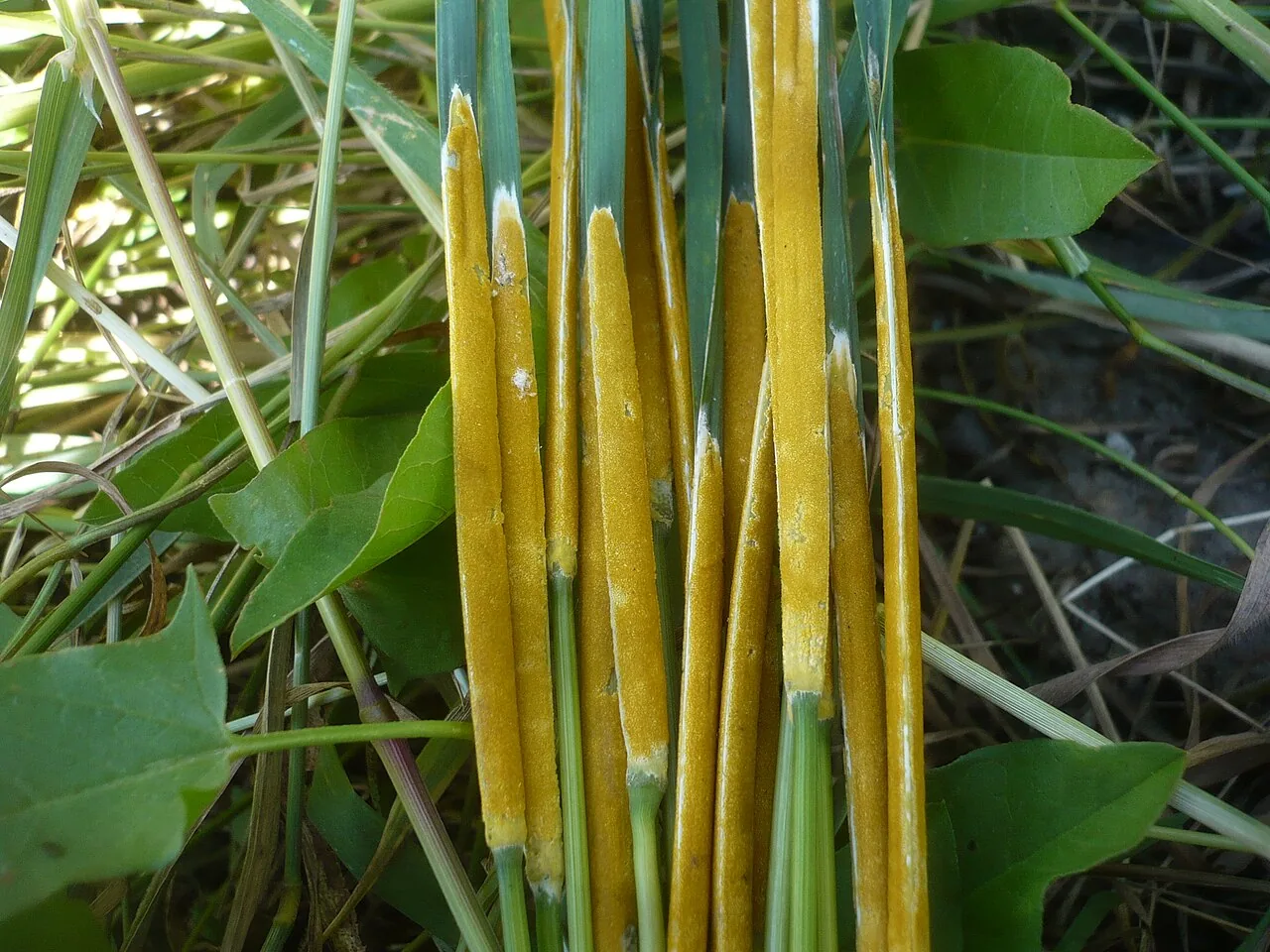 Epichloe typhina (Epichloe typhina) — photo mycologique